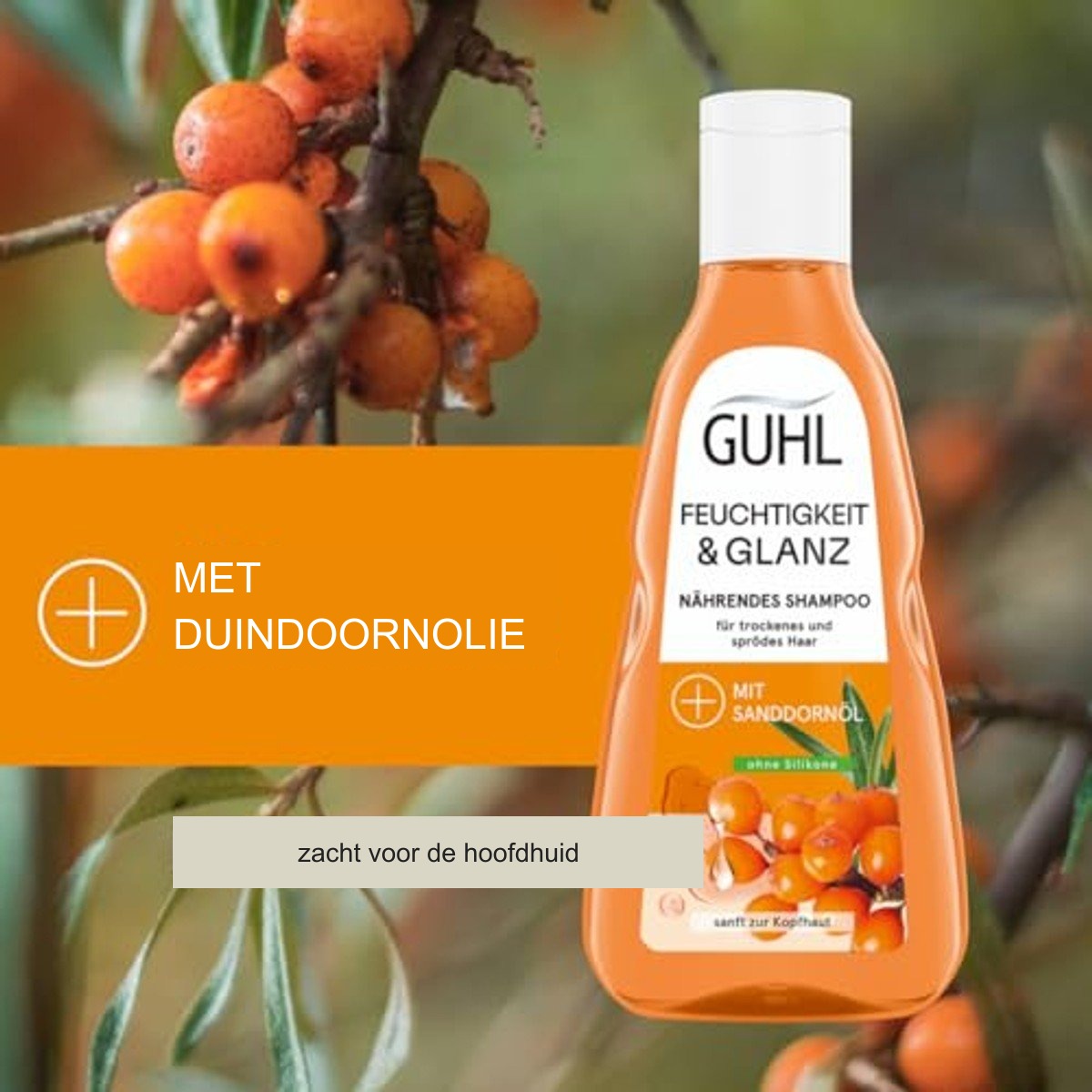Guhl Vochtopbouw Shampoo 250 ml met Duindoornolie en Hyaluron voor Droog Haar