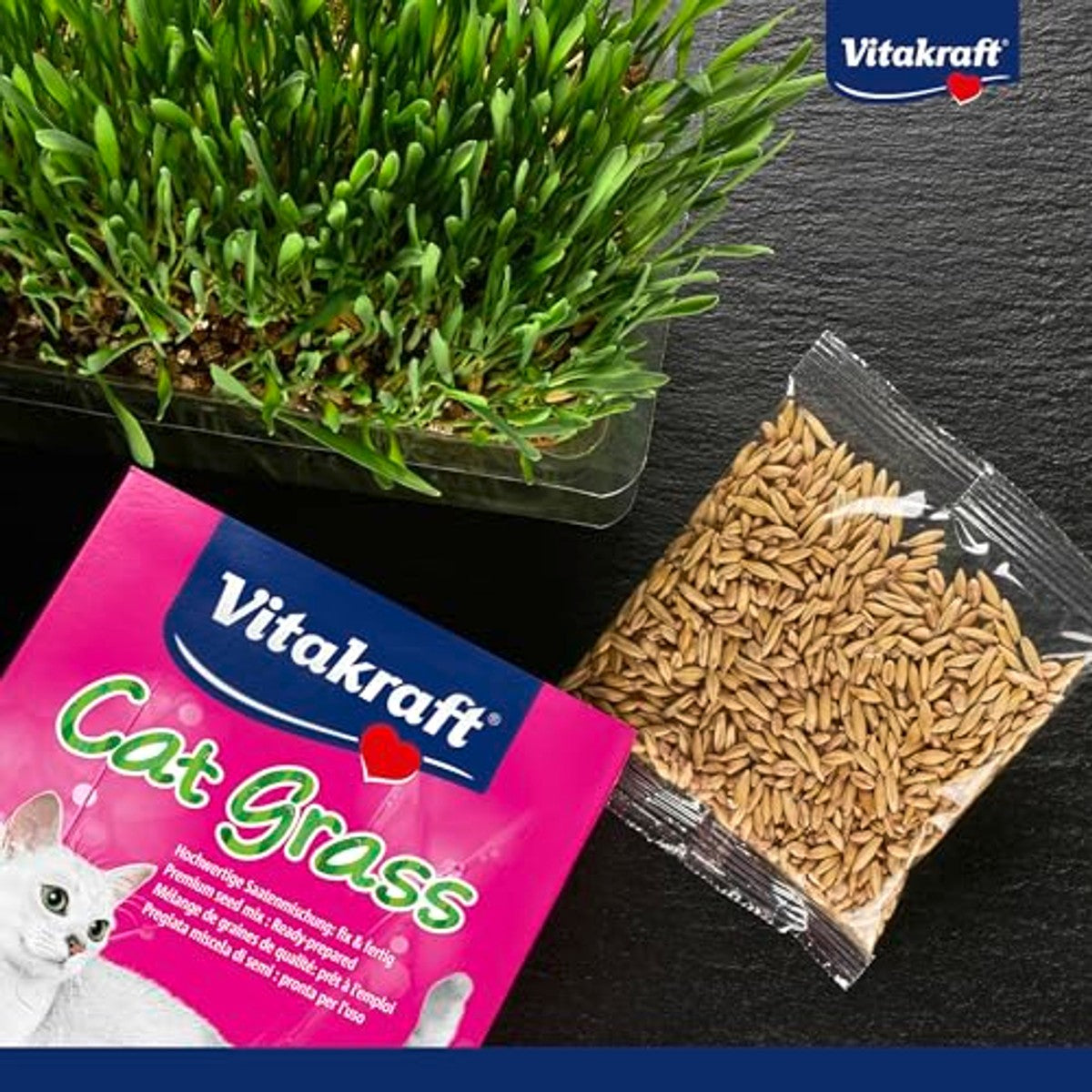 Vitakraft Cat Grass, Katzengras Saatenmischung, mit Vitaminen und Mineralien, schnell wachsend (1x 120g) – Vitakraft