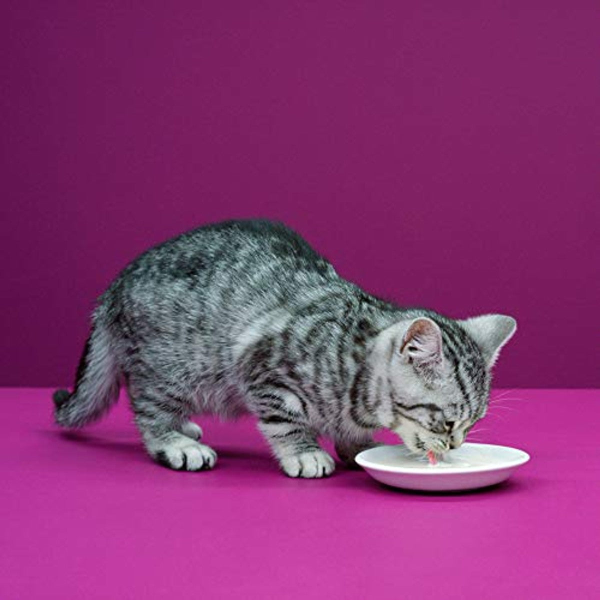 Whiskas Kattenmelk kattensnack 6 x 200 ml - 6-pack