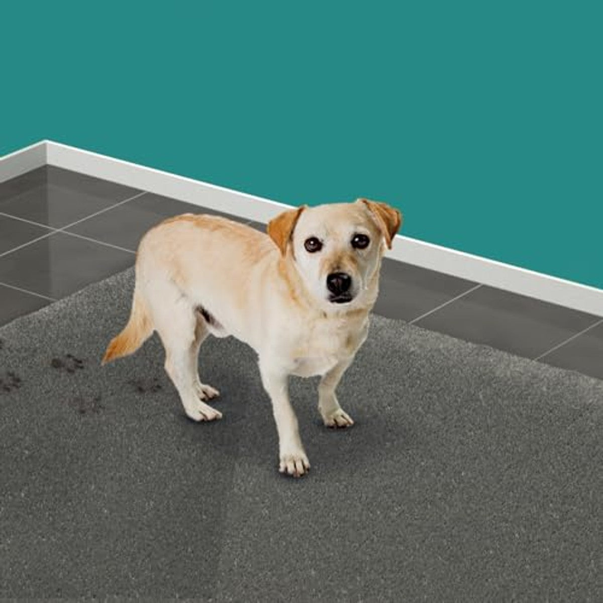 HG Vlekken & Geurverwijderaar voor Honden 500 ml – HG