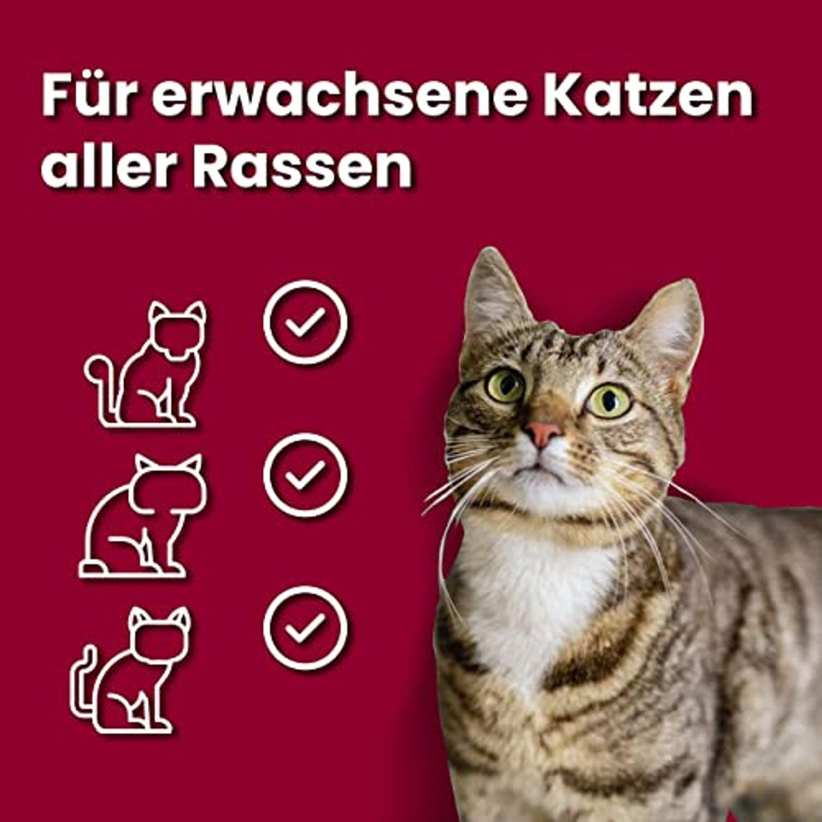 animonda vom Feinsten Senior Katzenfutter nass Nassfutter mit Rind (32x 100g), Katzenfutter ab 7 Jahren, ohne Getreide ohne Zucker, mit frischen, fleischigen Zutaten – animonda Vom Feinsten