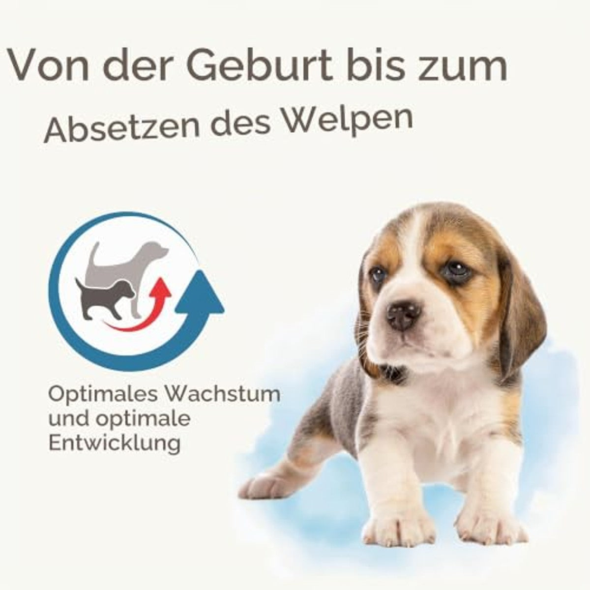 Beaphar Lactol moedermelkvervanger voor puppy's - 1 kg - 6-pack