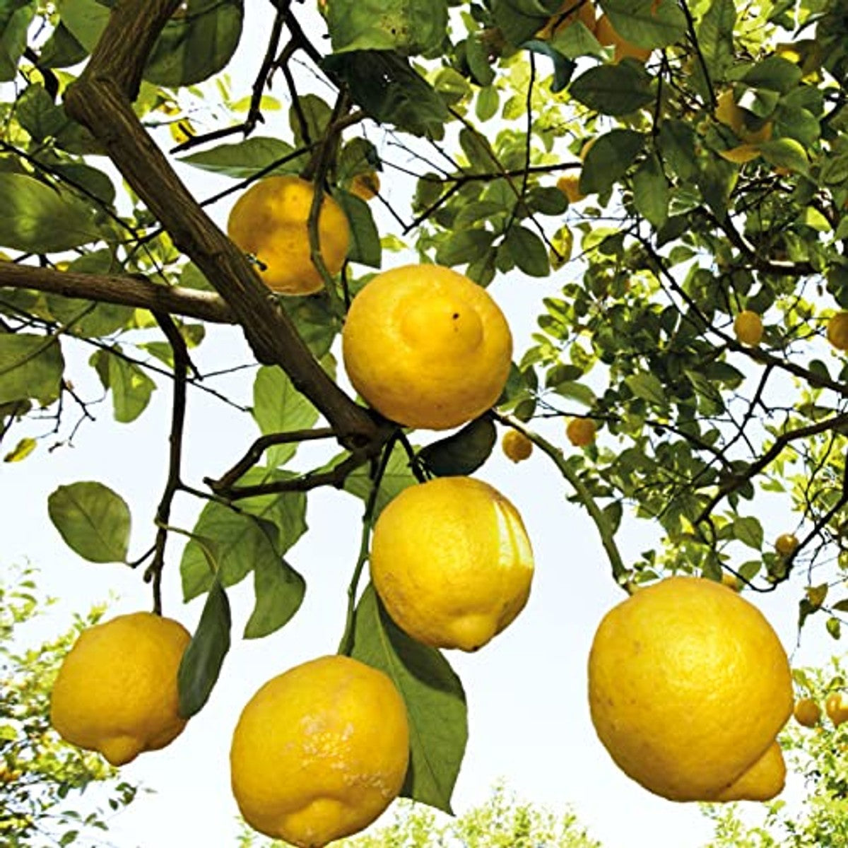 Weleda Citrus Refresh Douchecrème 3 x 200 ml - 6-pack – foto 5