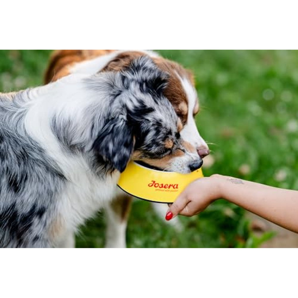 JOSERA Light & Vital Droogvoer voor volwassen honden, 12,5 kg | Volwassen | kip en erwten | premium voer met weinig vet en veel eiwitten voor gewichtscontrole | gemakkelijk verteerbaar | – Josera