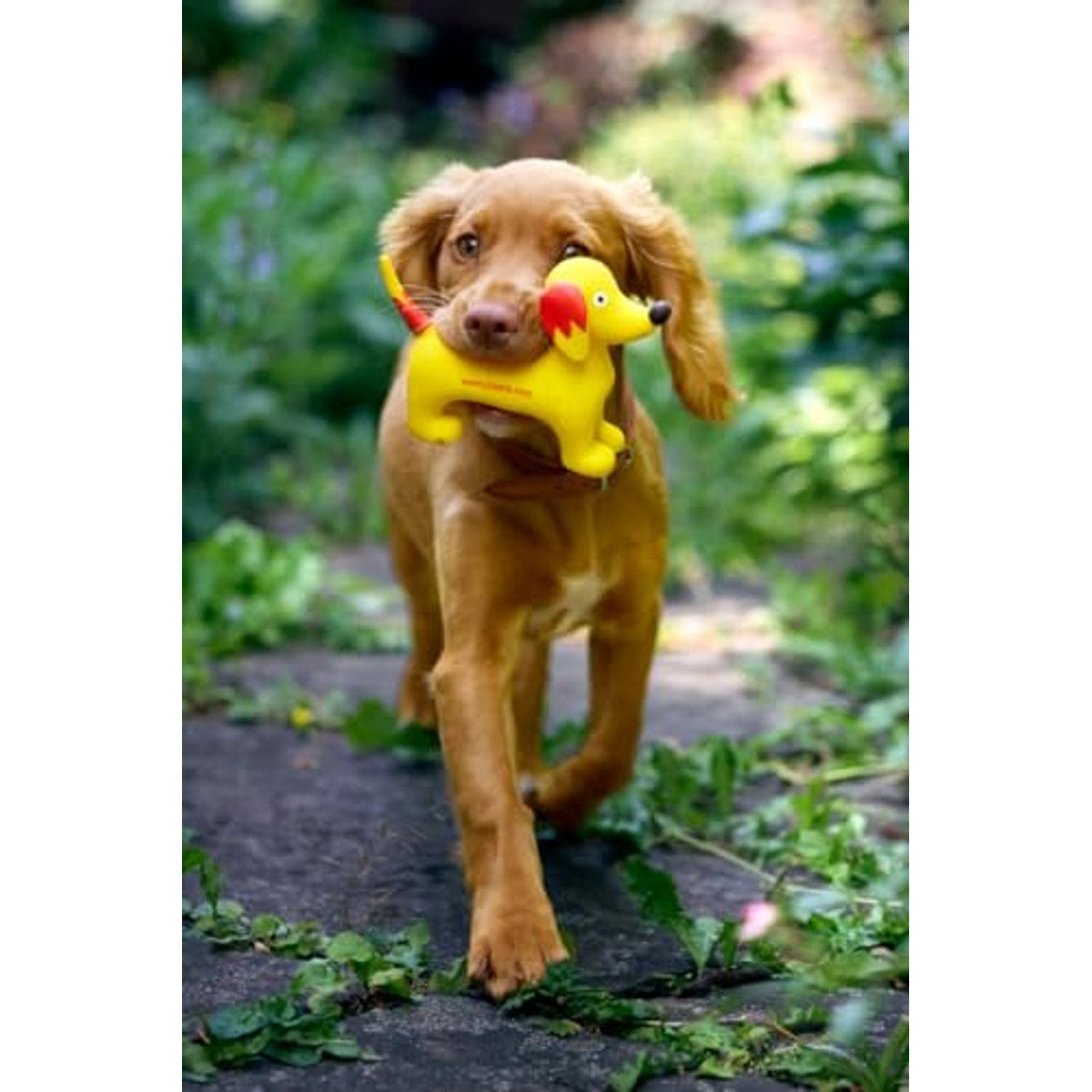 Josera Hypoallergeen droogvoer hond insecten 12,5 kg - 3-pack