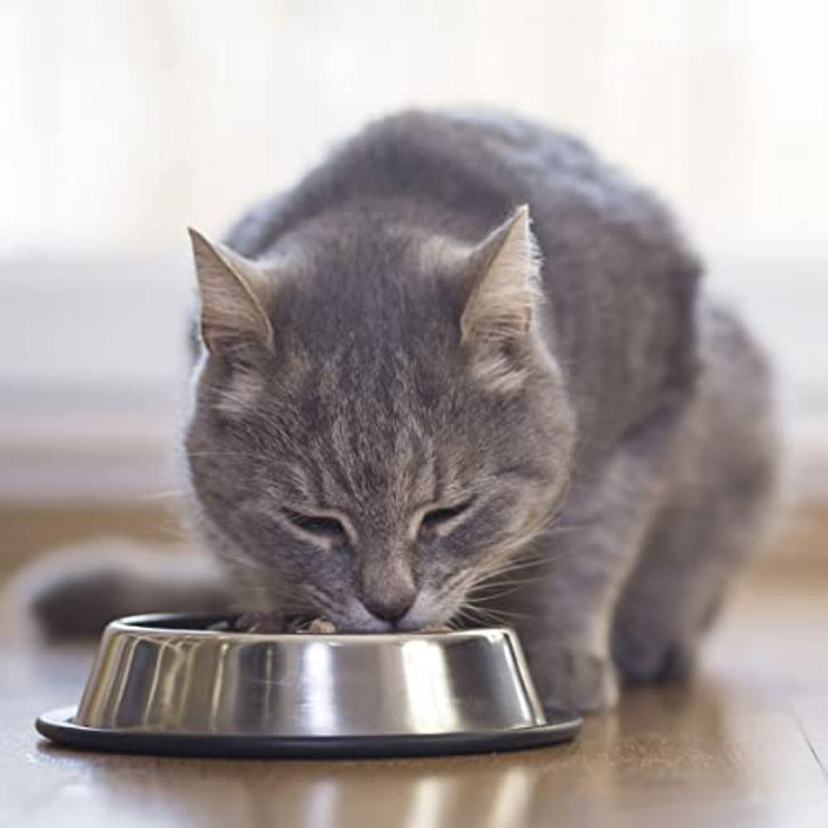 Beaphar Nierdieet Lam dieetvoer kat, 100 g - 6-pack