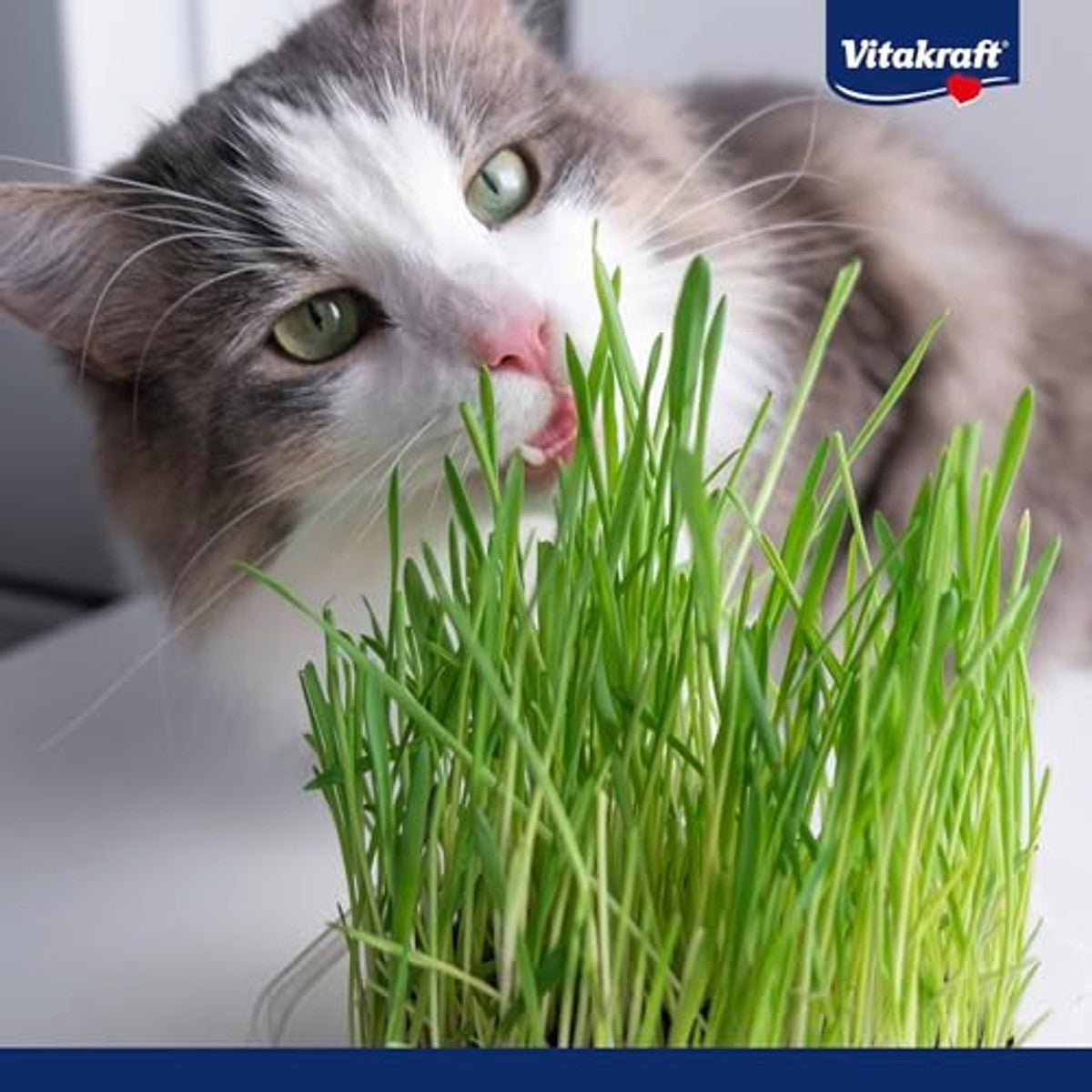 Vitakraft Cat Grass kattengras 1 x 120 g - 6-pack