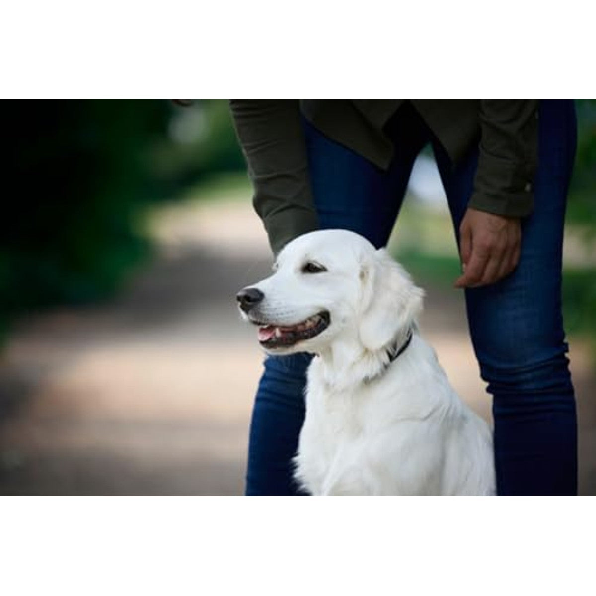 JOSERA Kip en rijst (12,5 kg) | droogvoer voor grote volwassen honden – Josera