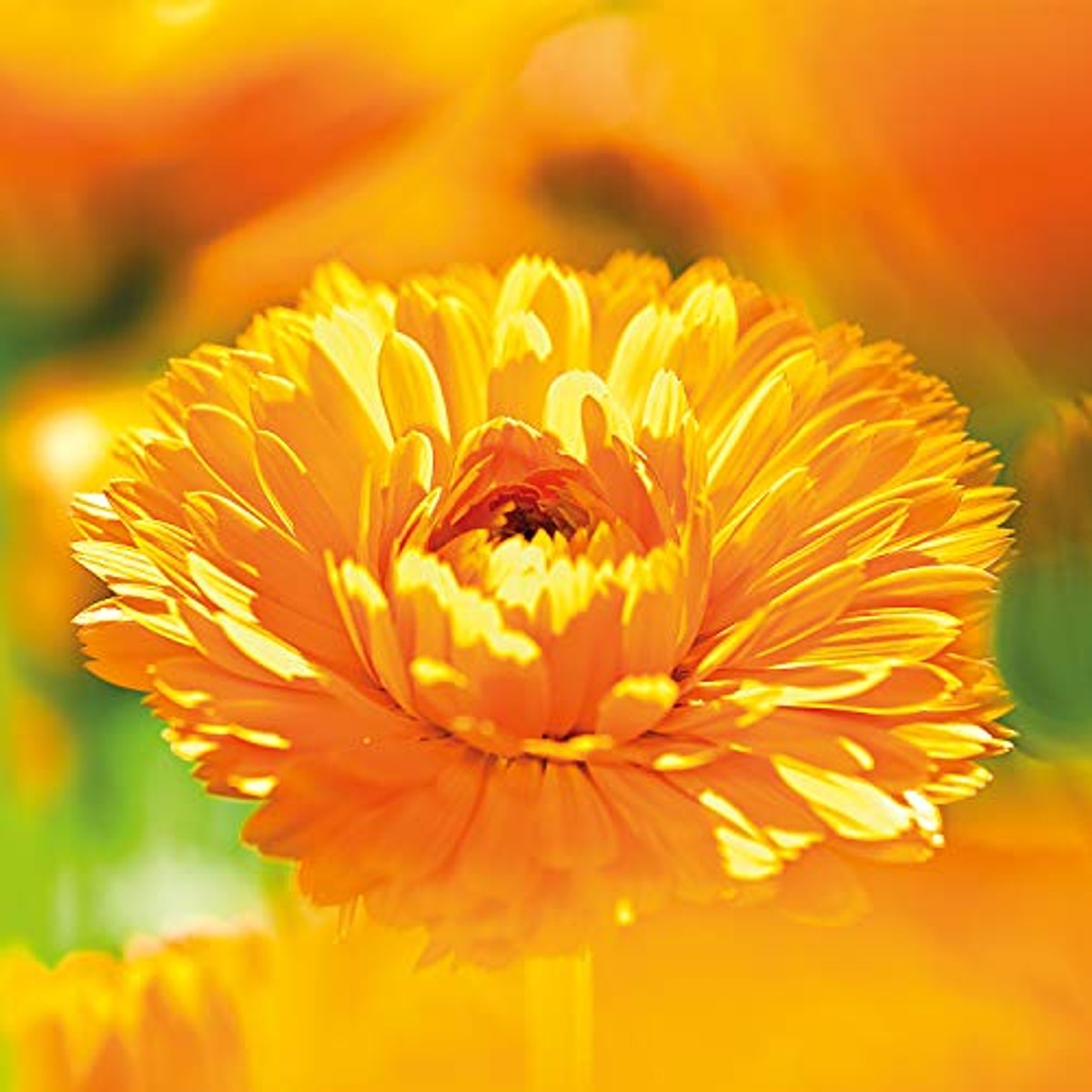 Weleda Calendula Plantaardige Zeep 100 g Gevoelige Huid - 3-pack