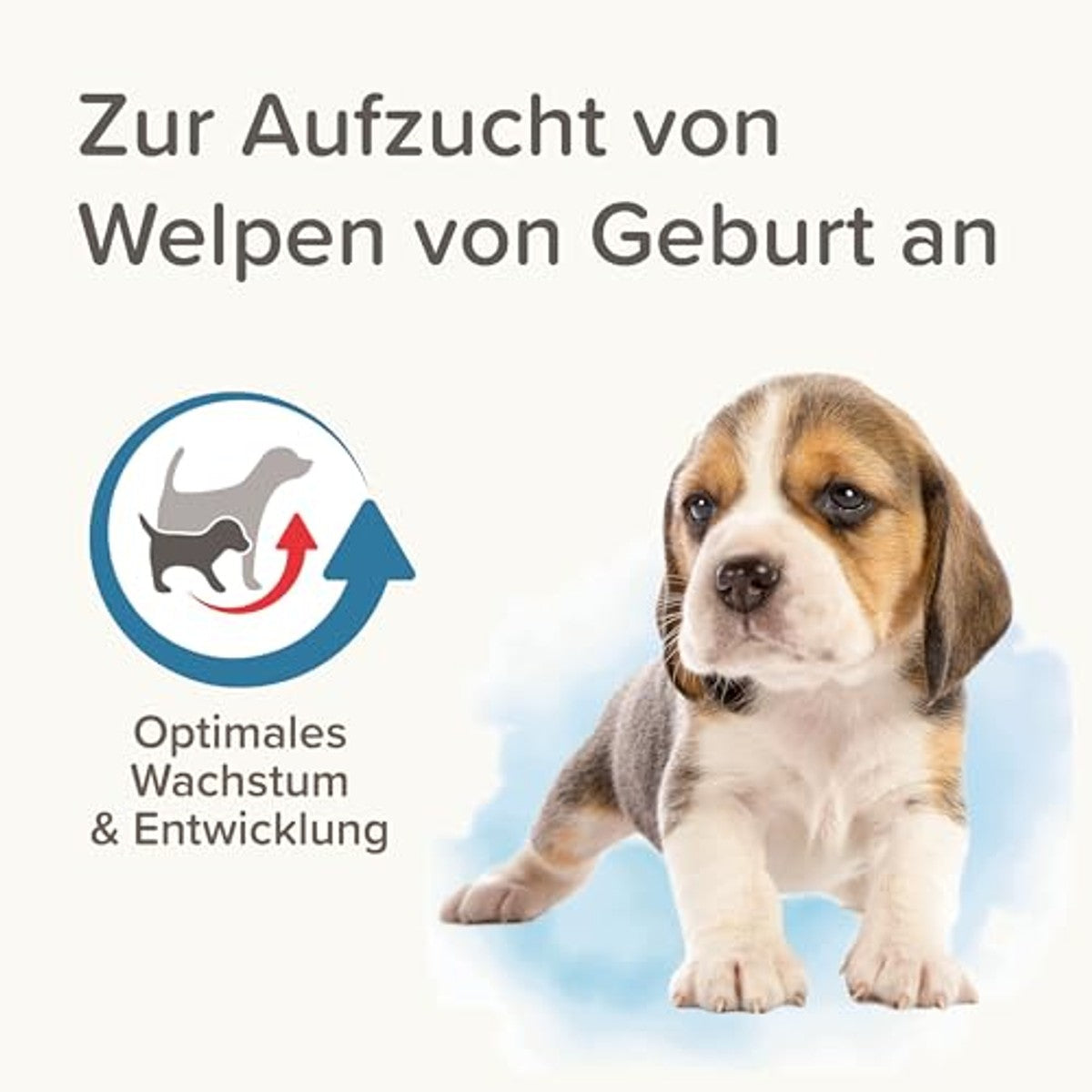 Beaphar Lactol Opfokmelk voor Hondenpuppy's 500 g - 3-pack