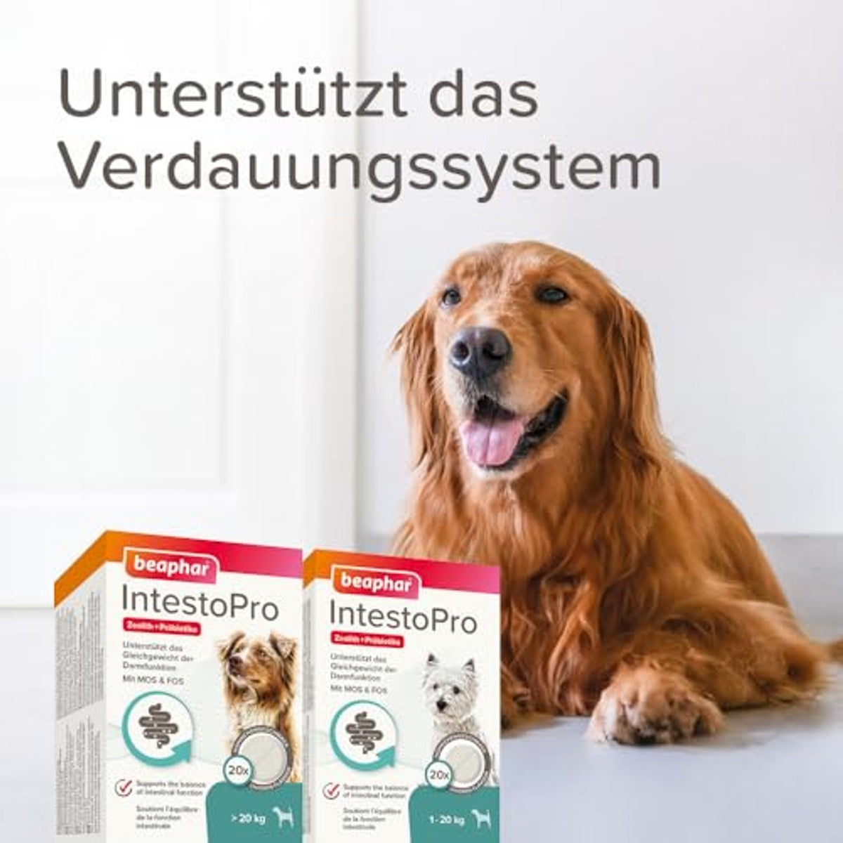 BEAPHAR - IntestoPro Tabs voor Kleine Honden - Met Zeoliet - Met MOS & FOS - Ondersteunt Darmevenwicht - 20 stuks – beaphar