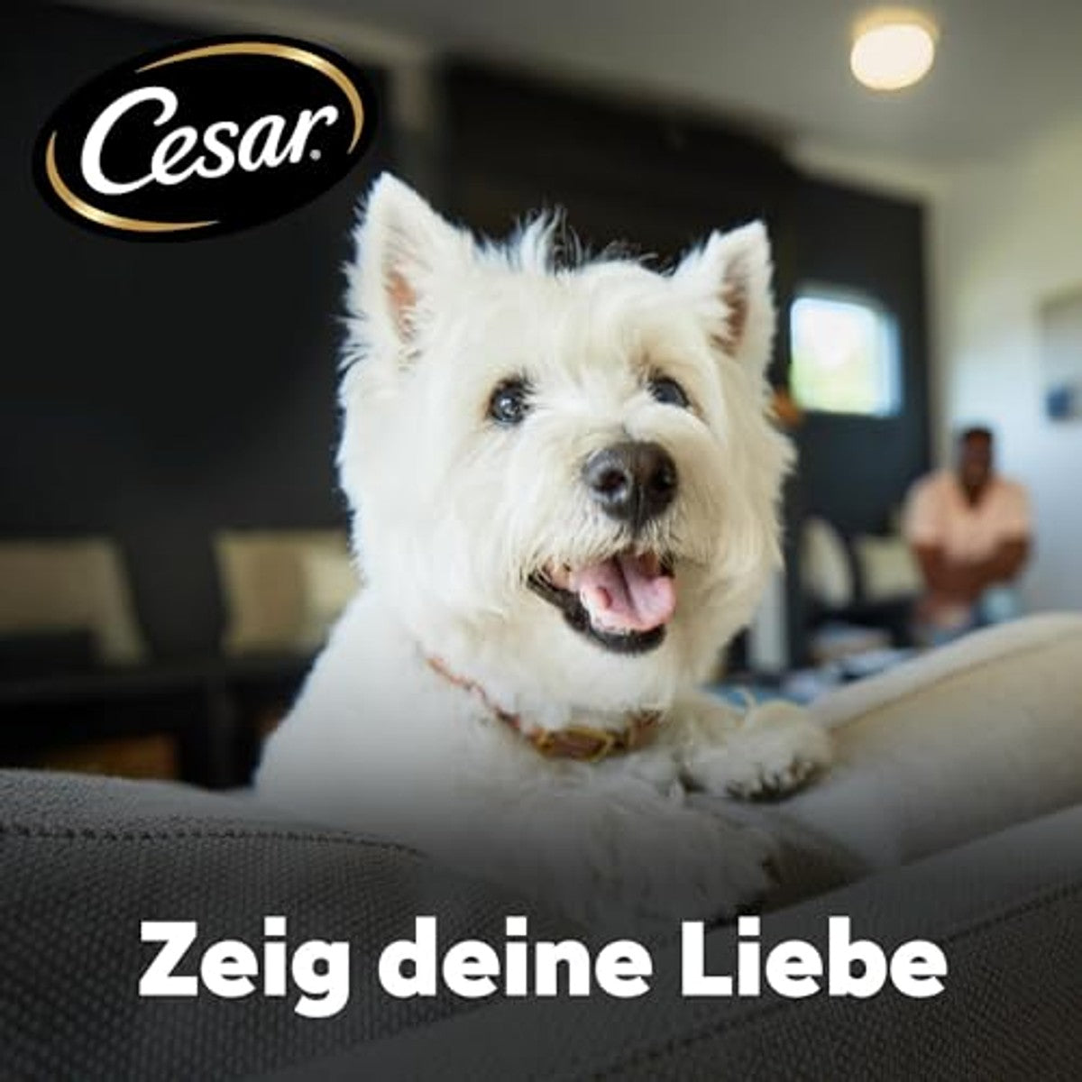Cesar 5 x 1,4 kg Adult Droogvoer voor honden, met verse kip, zalm en groente – Cesar