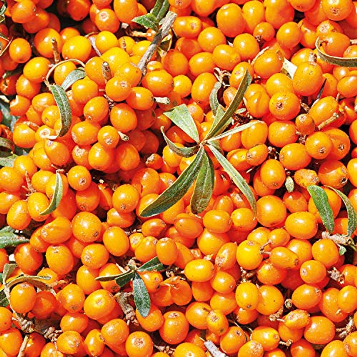 Weleda Bio Express Handcrème Duindoorn 50 ml
