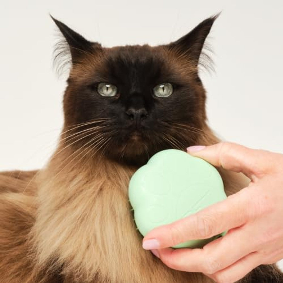 Tangle Teezer Pet Teezer Kattenborstel, voor katten met korte tot middellange vacht, verzorgingsborstel voor katten met tweetraps borstelharen die glans en gladheid geven, groen – Tangle Teezer