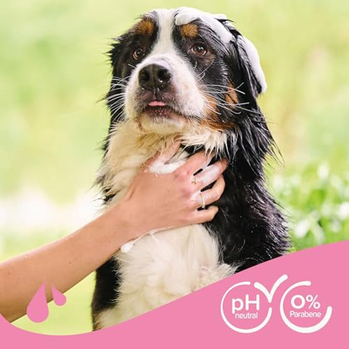 Beaphar Ontvilten shampoo voor honden, 250 ml - 3-pack
